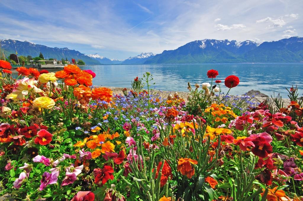 スイスの湖と花